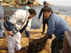 Pescadores durante la extraccin de mariscos en la Caleta Chome (42kb)